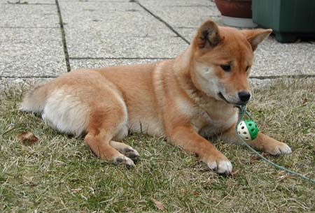 Shiba im jugendlichen Alter von 6 Monaten