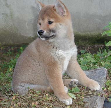 Shiba, 9 Wochen alt